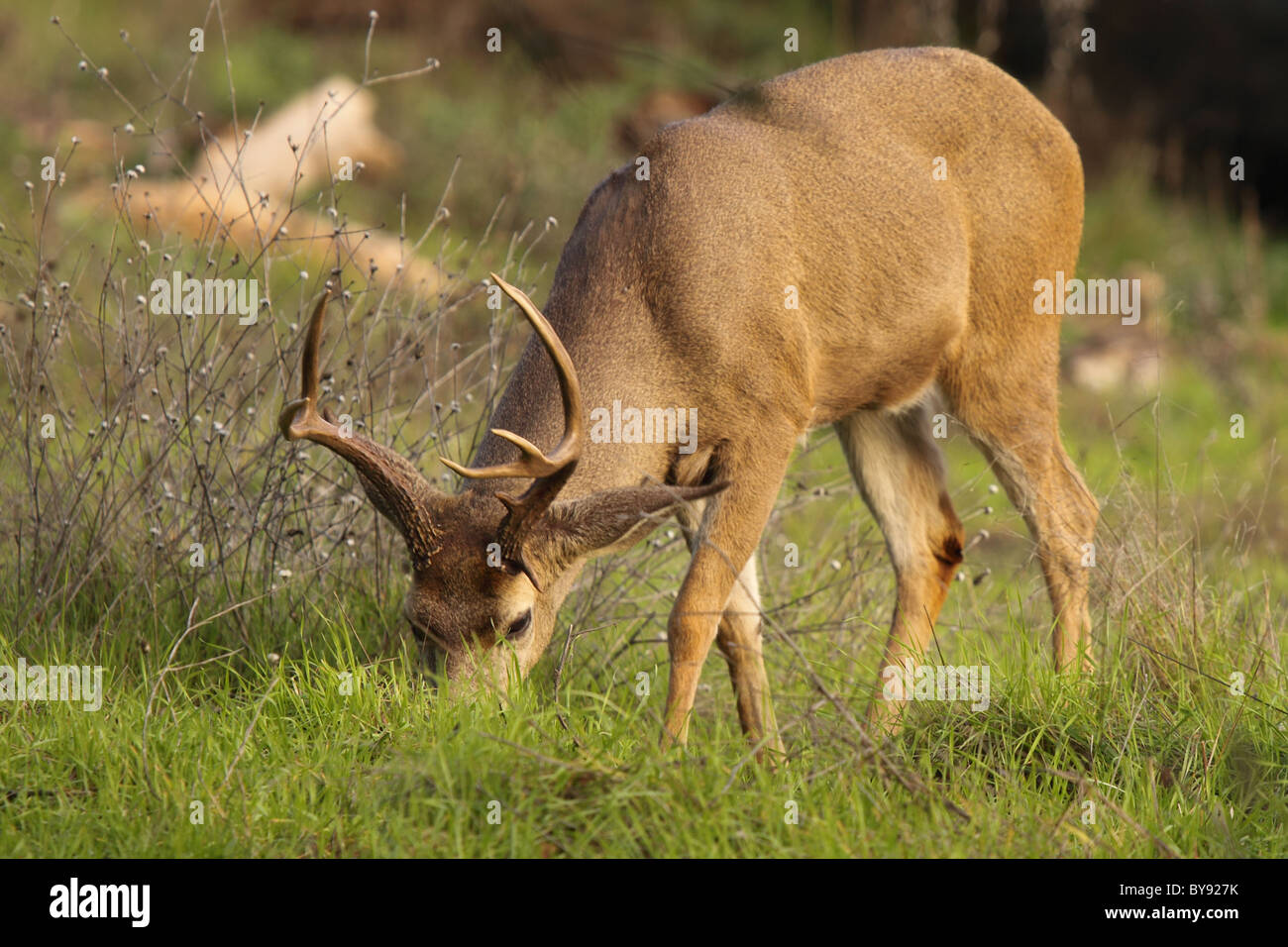 Ein schwarz - Tailed Hirsche Bock Fütterung in den Rasen. Stockfoto