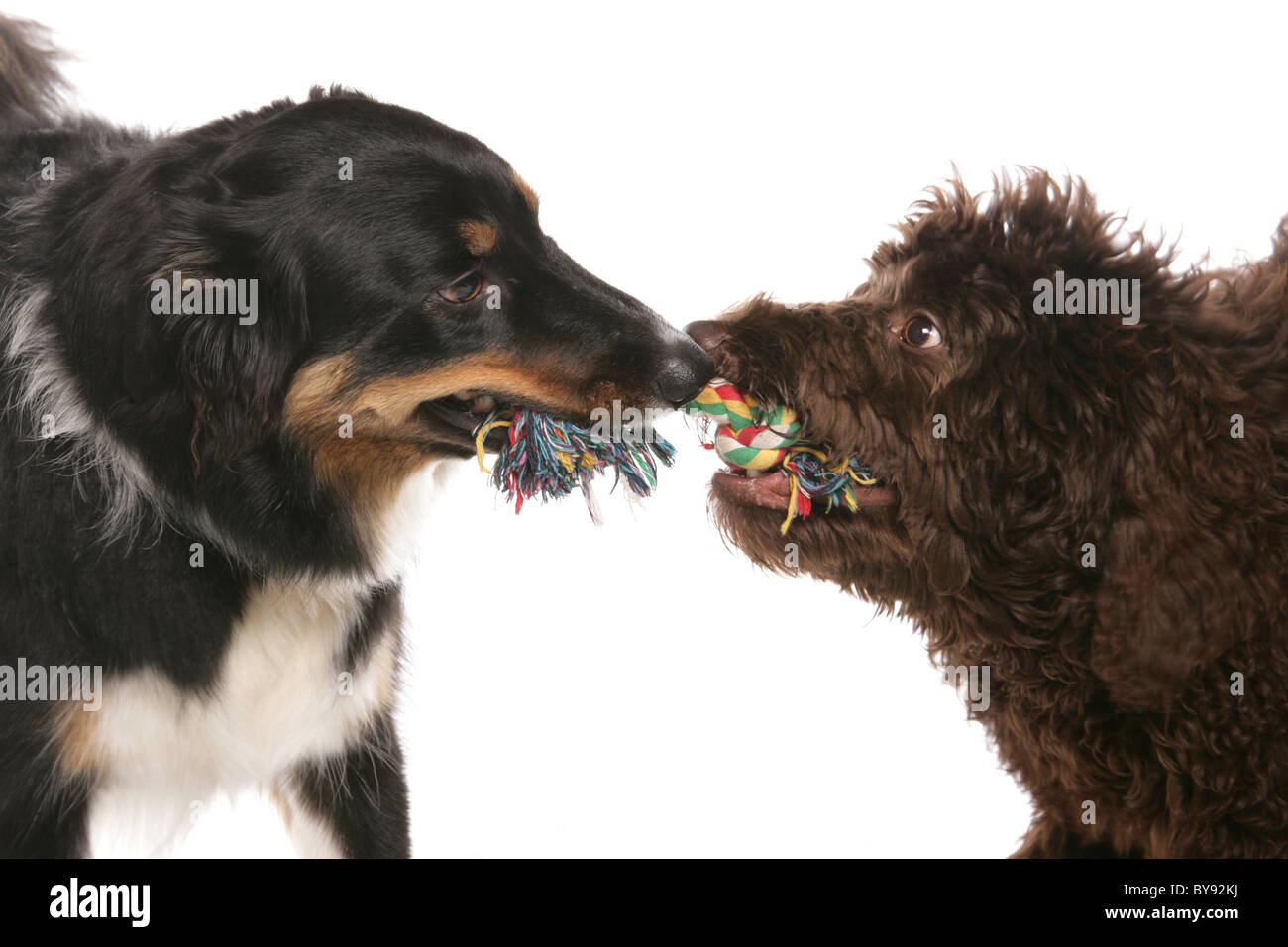 Zwei Hunde spielen Tauziehen männliche Erwachsene Border Collie und weibliche junge Labradoodle Studio Stockfoto