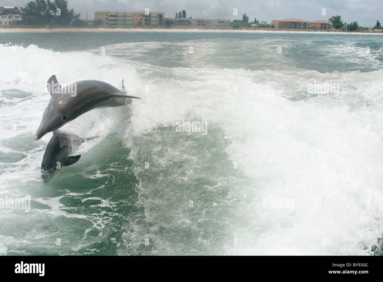 Delfine im Zuge der Boot aus Saint Petersburg, Florida Stockfoto