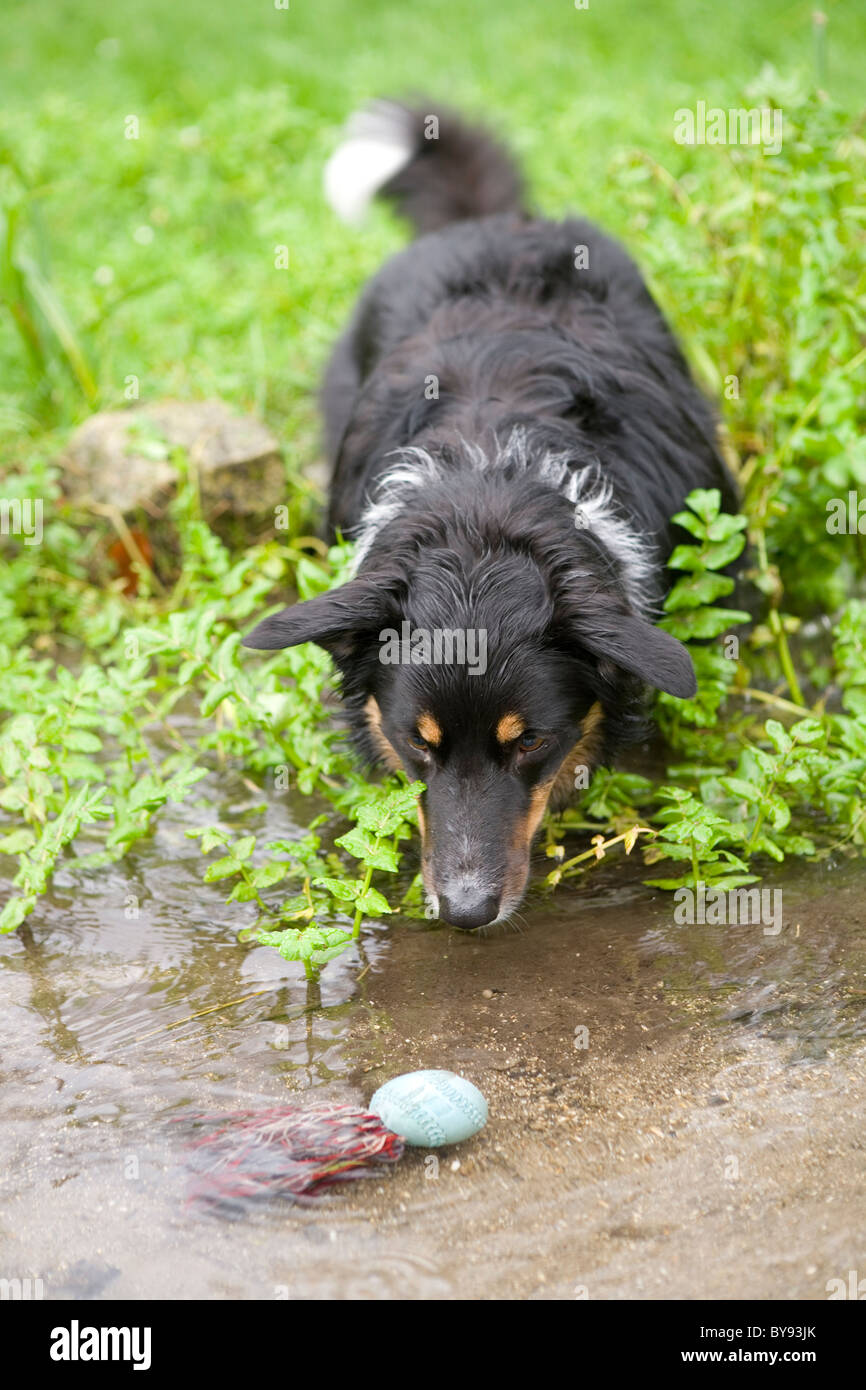 Border Collie einzigen Erwachsenen Rüden Garten Stockfoto