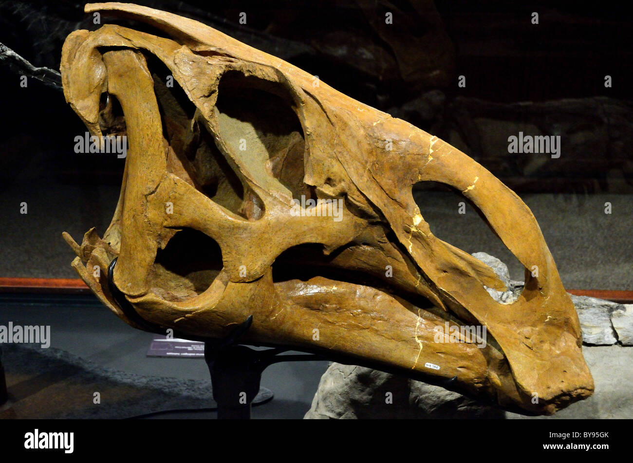 Fossile Brachylophosaurus Canadensis Schädel. Museum der Rockies. Bozeman, Montana, USA. Stockfoto