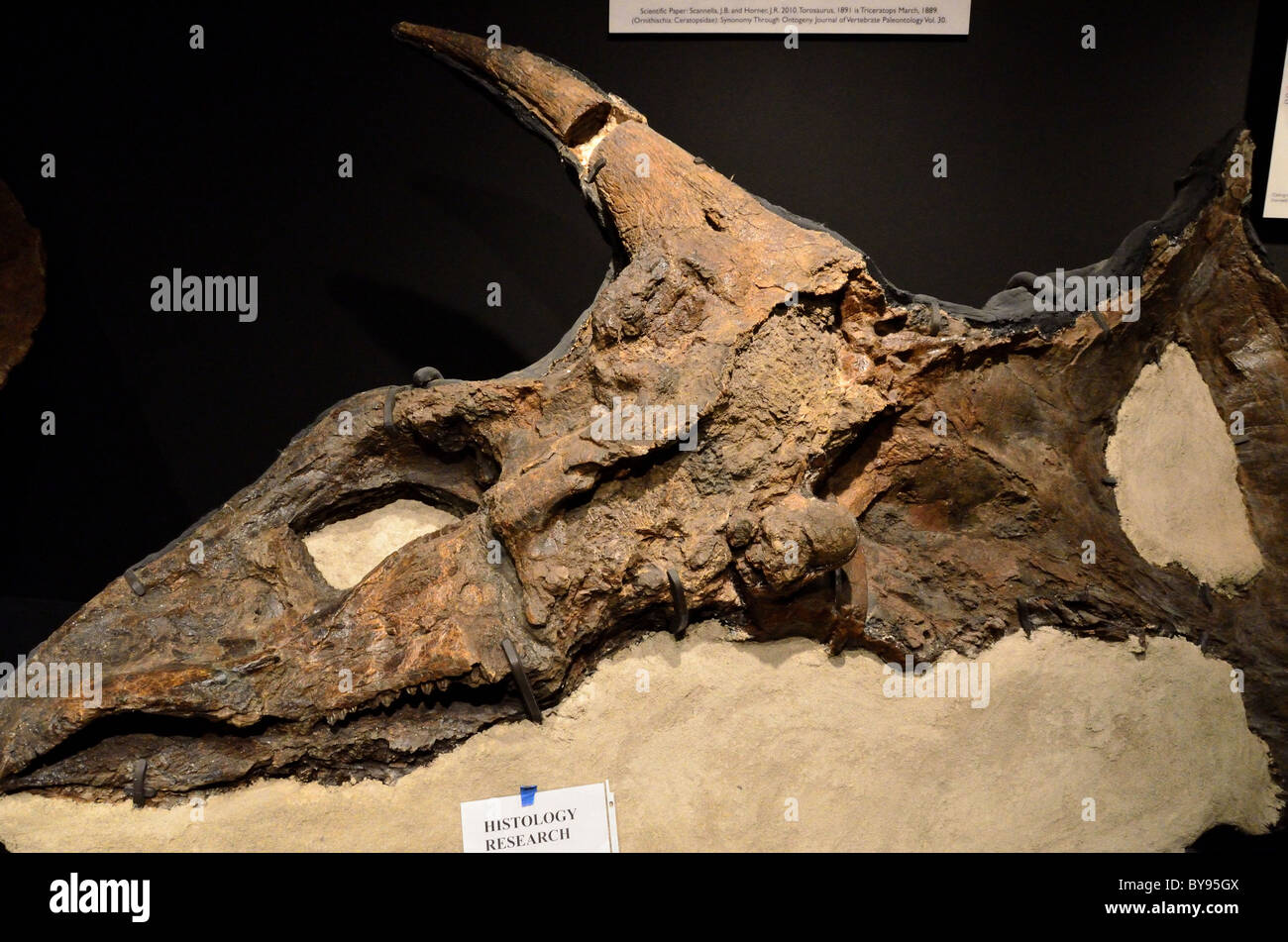 Triceratops fossile Schädel gegossen in Gesteinsmatrix. Stockfoto