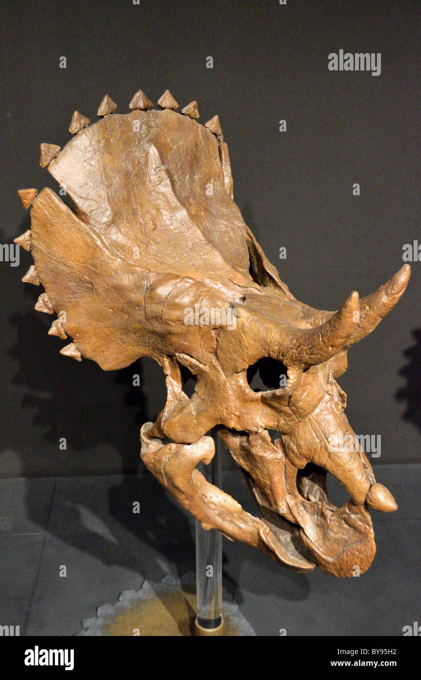 Fossilen Triceratops Totenkopf - Juvenile. Museum der Rockies. Bozeman, Montana, USA. Stockfoto