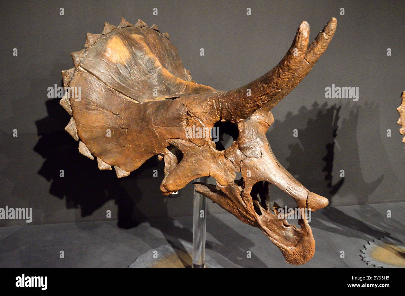 Fossiler Schädel von Triceratops. Stockfoto