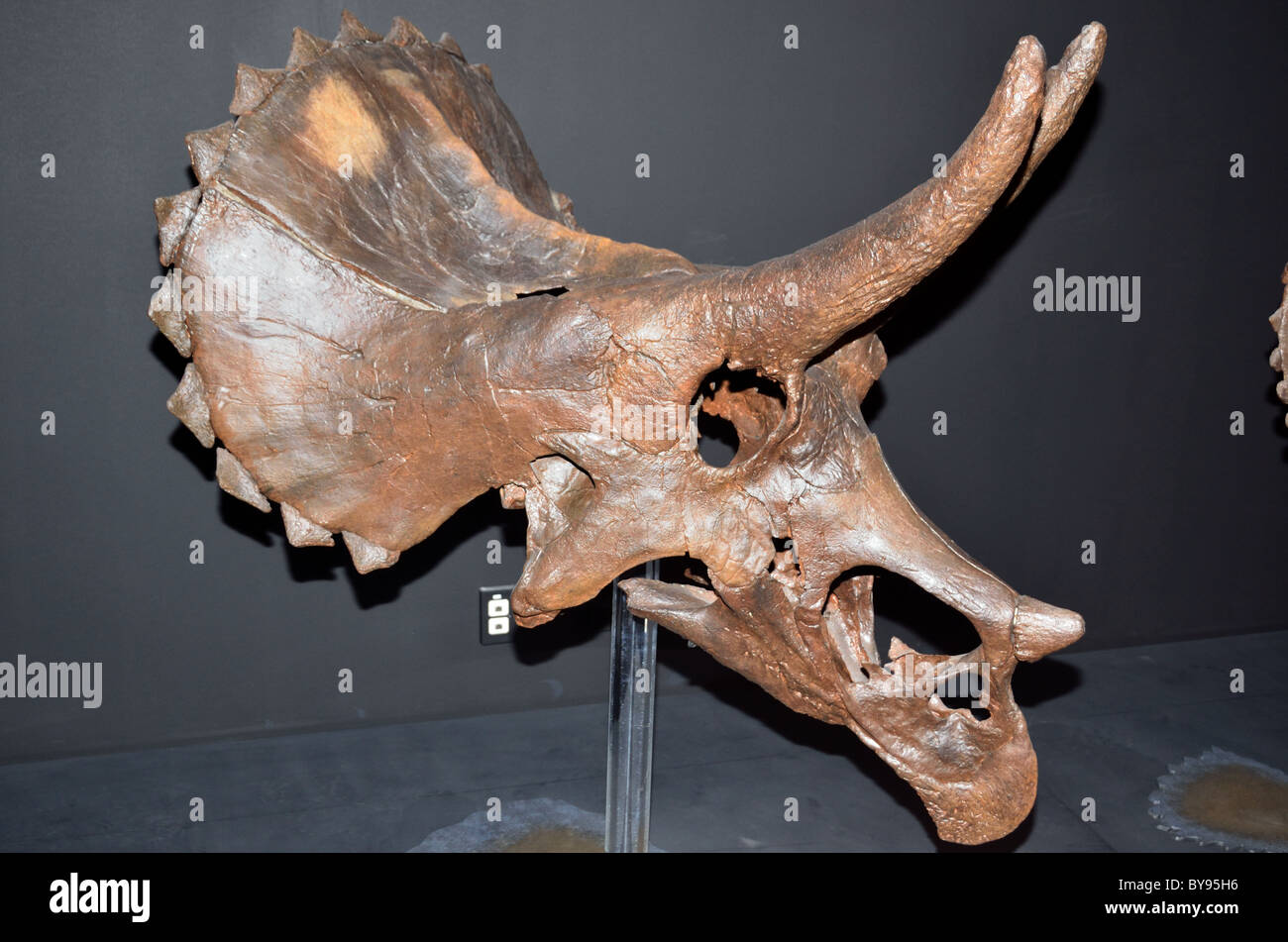 Fossiler Schädel von Triceratops. Museum der Rockies. Bozeman, Montana, USA. Stockfoto