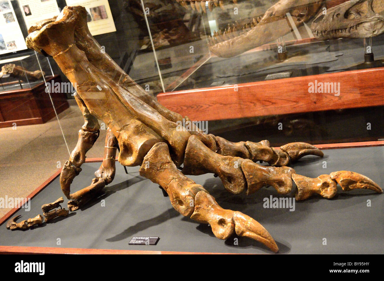 Versteinerten T. Rex Klaue. Museum der Rockies. Bozeman, Montana, USA. Stockfoto