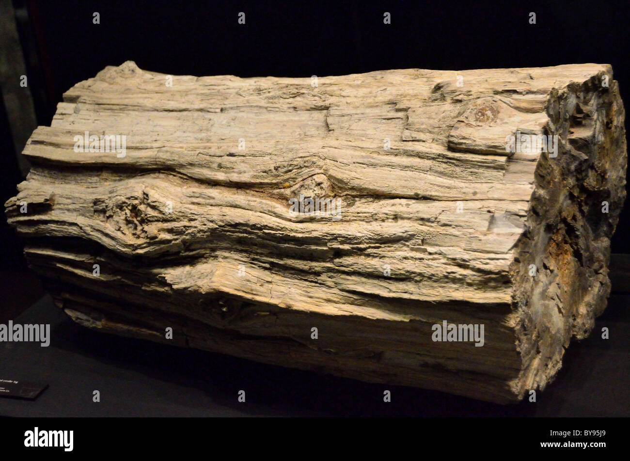 Versteinertes Holz Marmarthia. Stockfoto