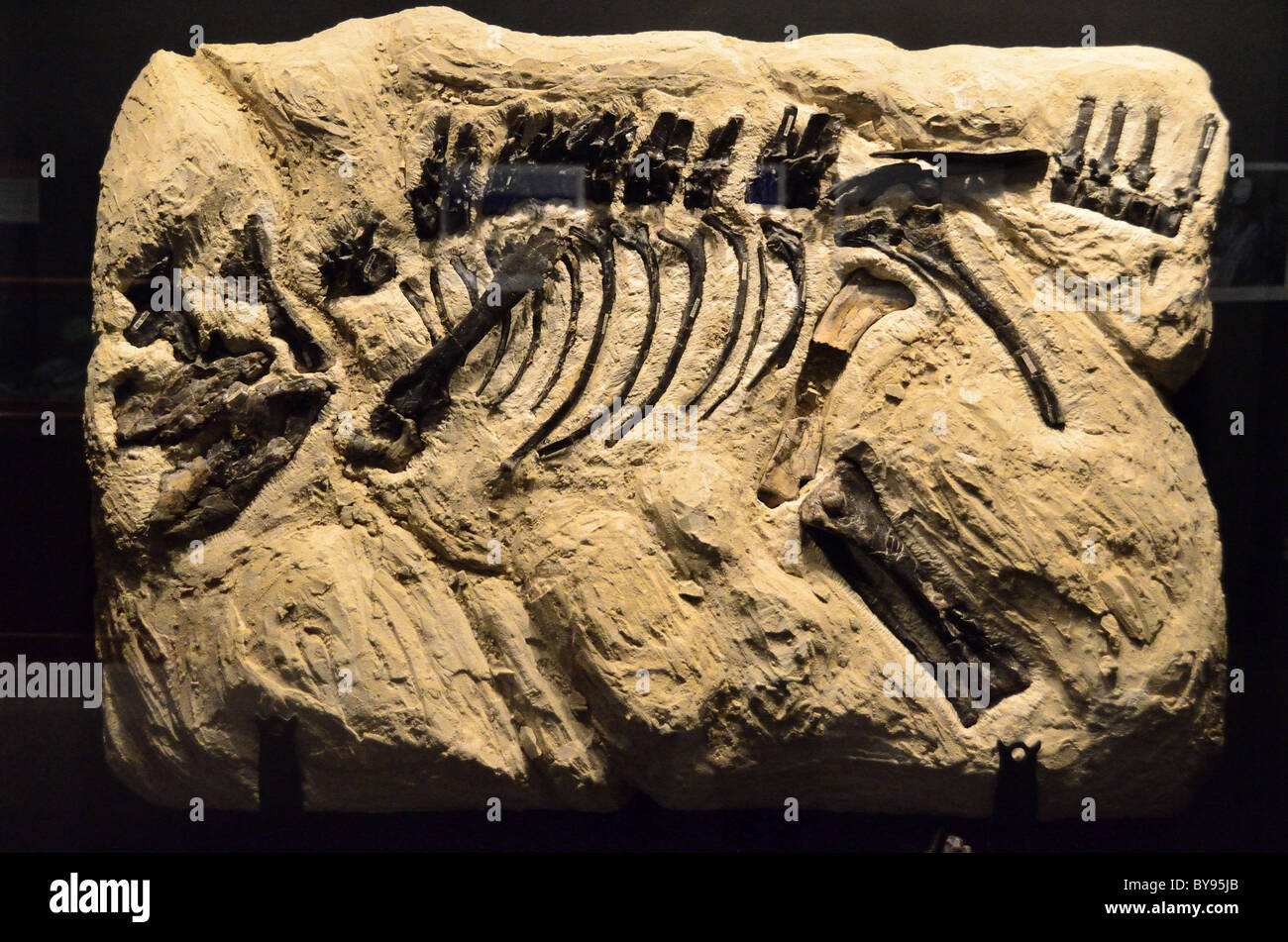 Dinosaurier-Fossil in Stein gegossen. Museum der Rockies, Bozeman, Montana, USA. Stockfoto