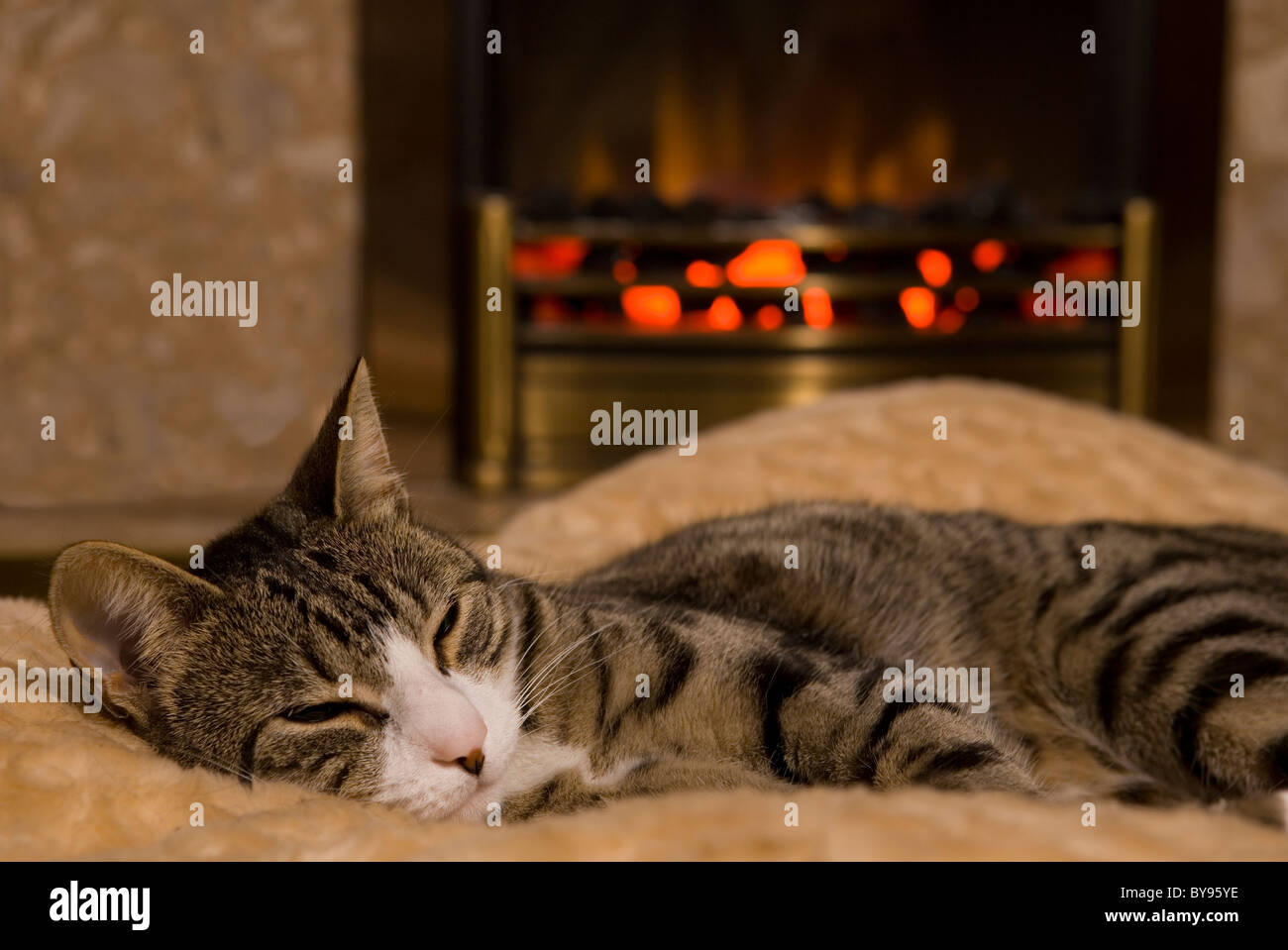 Katze-Schlafsack von Feuer einzelne Erwachsene weibliche Moggy Katze im Haus Stockfoto