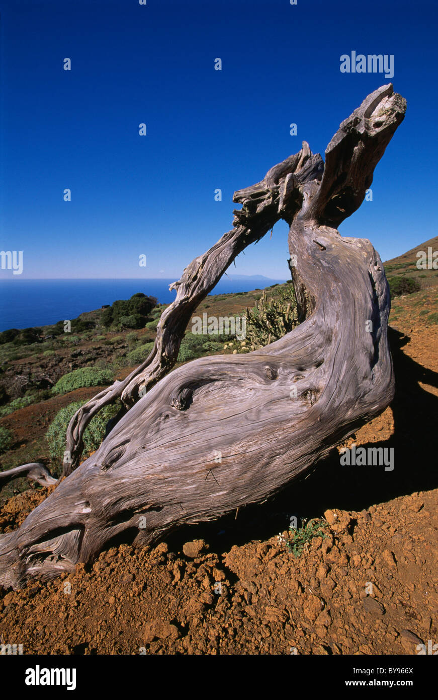 Wacholder in der Nähe von El Sabinar, El Hierro, Kanarische Inseln, Spanien Stockfoto