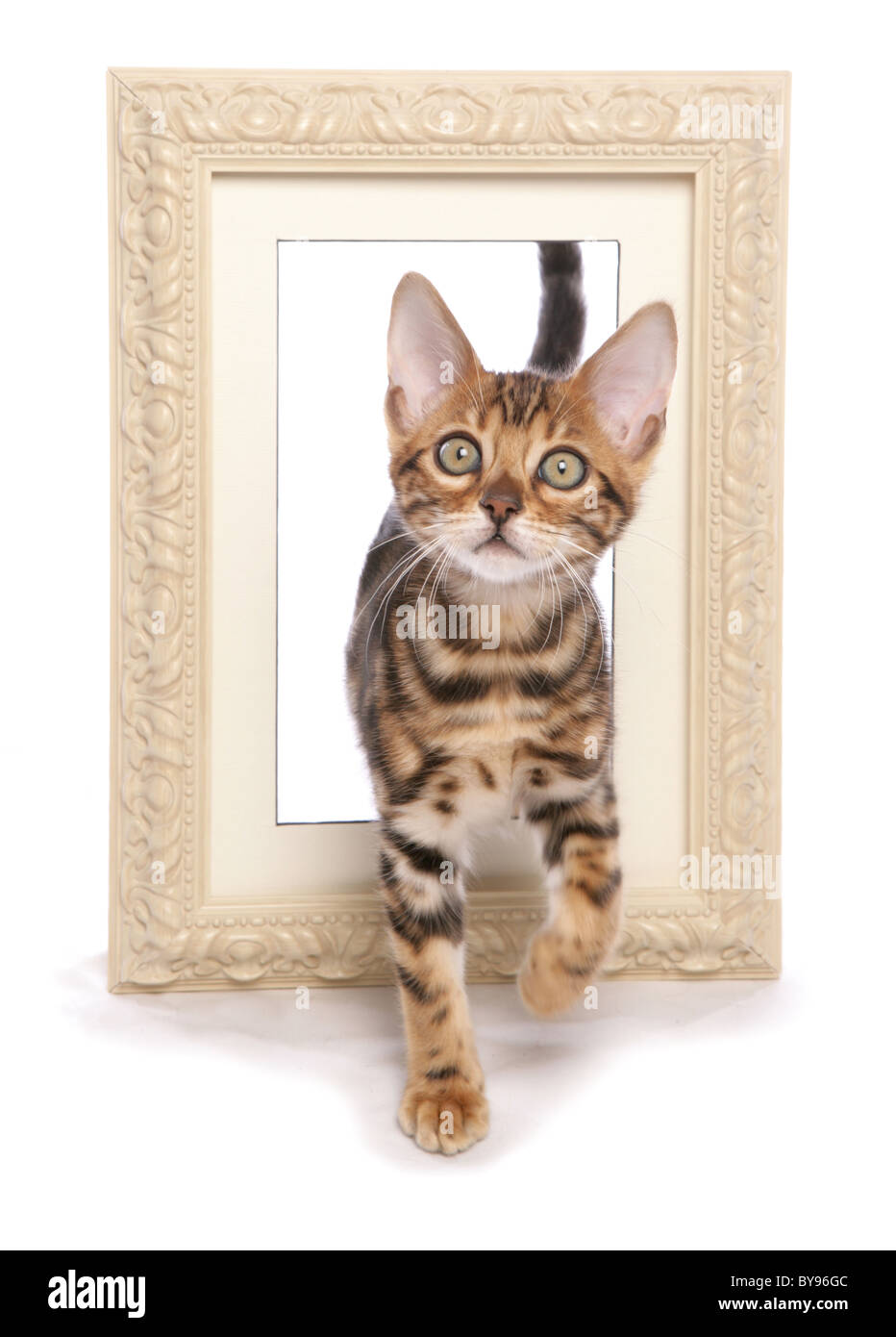 Bengal Kitten mit Bild Rahmen einzelnes jungen männlichen-Studio Stockfoto