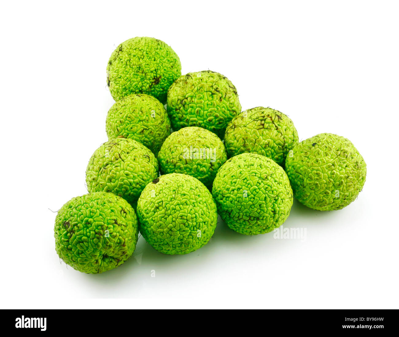 Osage Orange (Maclura), Isolated on White Stockfoto