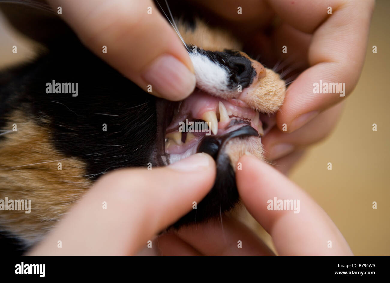 Hauskatze, die Zähne kontrolliert einzelne Erwachsene weibliche Indoors Stockfoto