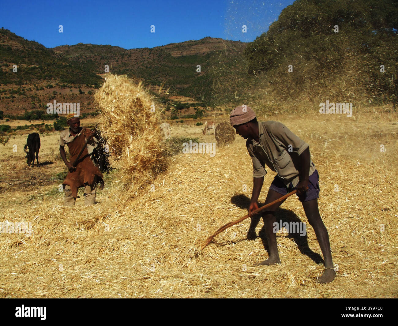 Schälen die Teff Ernte im äthiopischen Hochland. Stockfoto