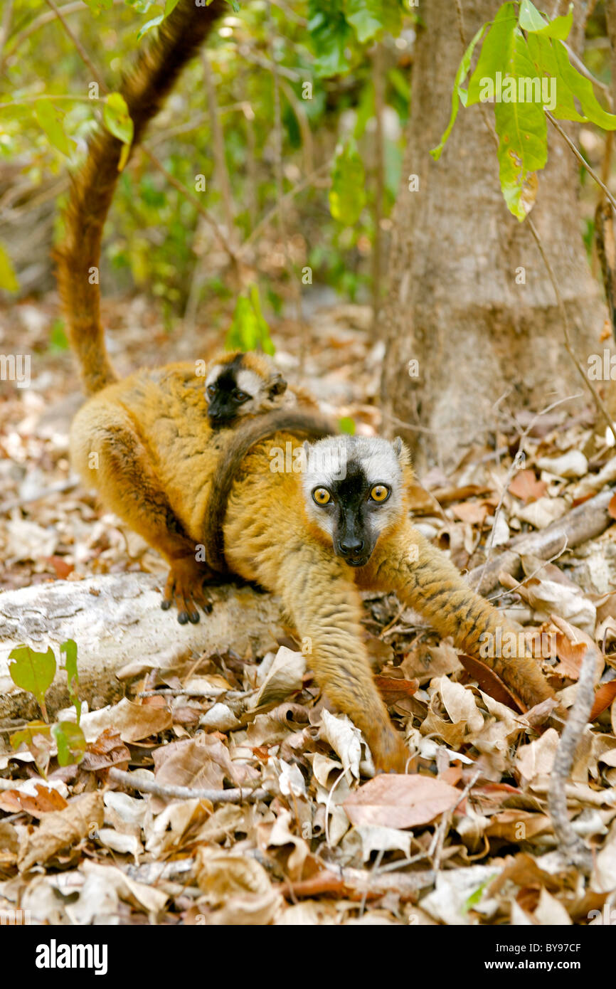 Rot-fronted brauner Lemur (Eulemur Fulvus Rufus) mit Baby auf Nahrungssuche im Tsingy De Bemaraha Nationalpark in Madagaskar. Stockfoto