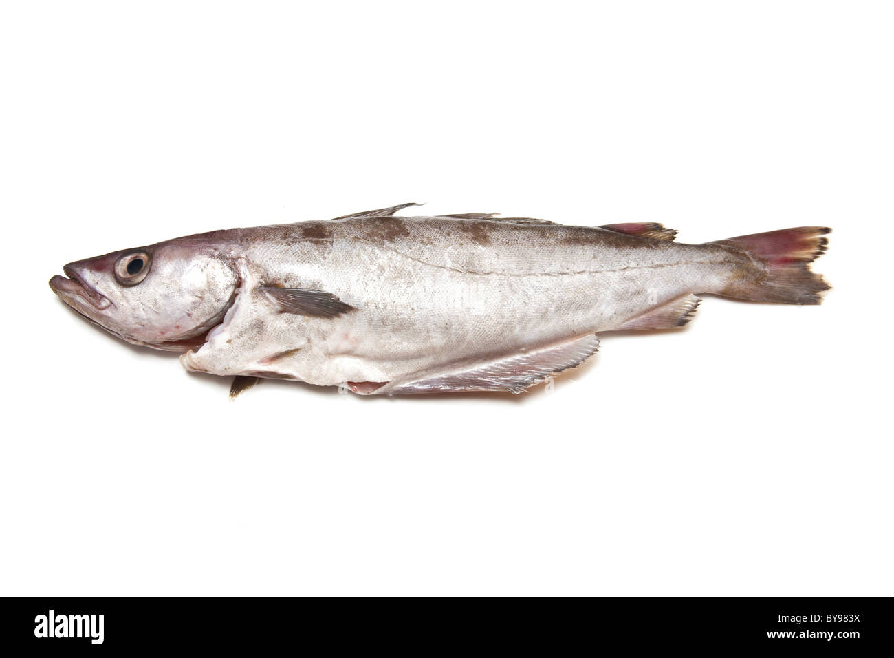 Seelachs oder Pollack Fisch isoliert auf einem weißen Studio-Hintergrund. Stockfoto