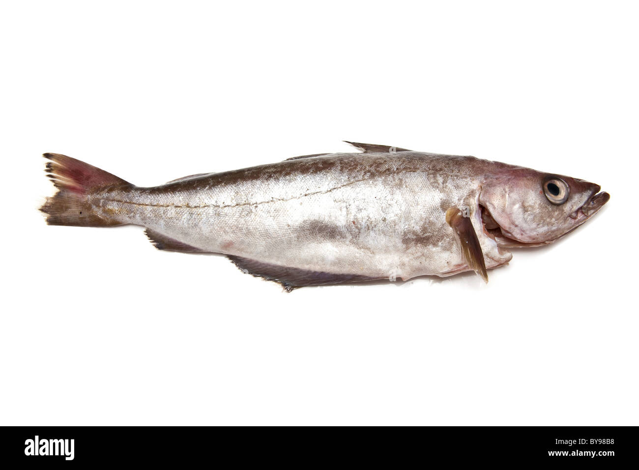 Seelachs oder Pollack Fisch isoliert auf einem weißen Studio-Hintergrund. Stockfoto