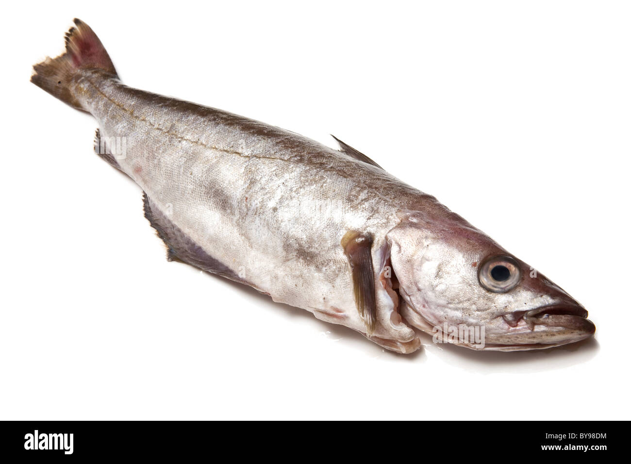 Seelachs oder Pollack Fisch isoliert auf einem weißen Studio-Hintergrund. Stockfoto