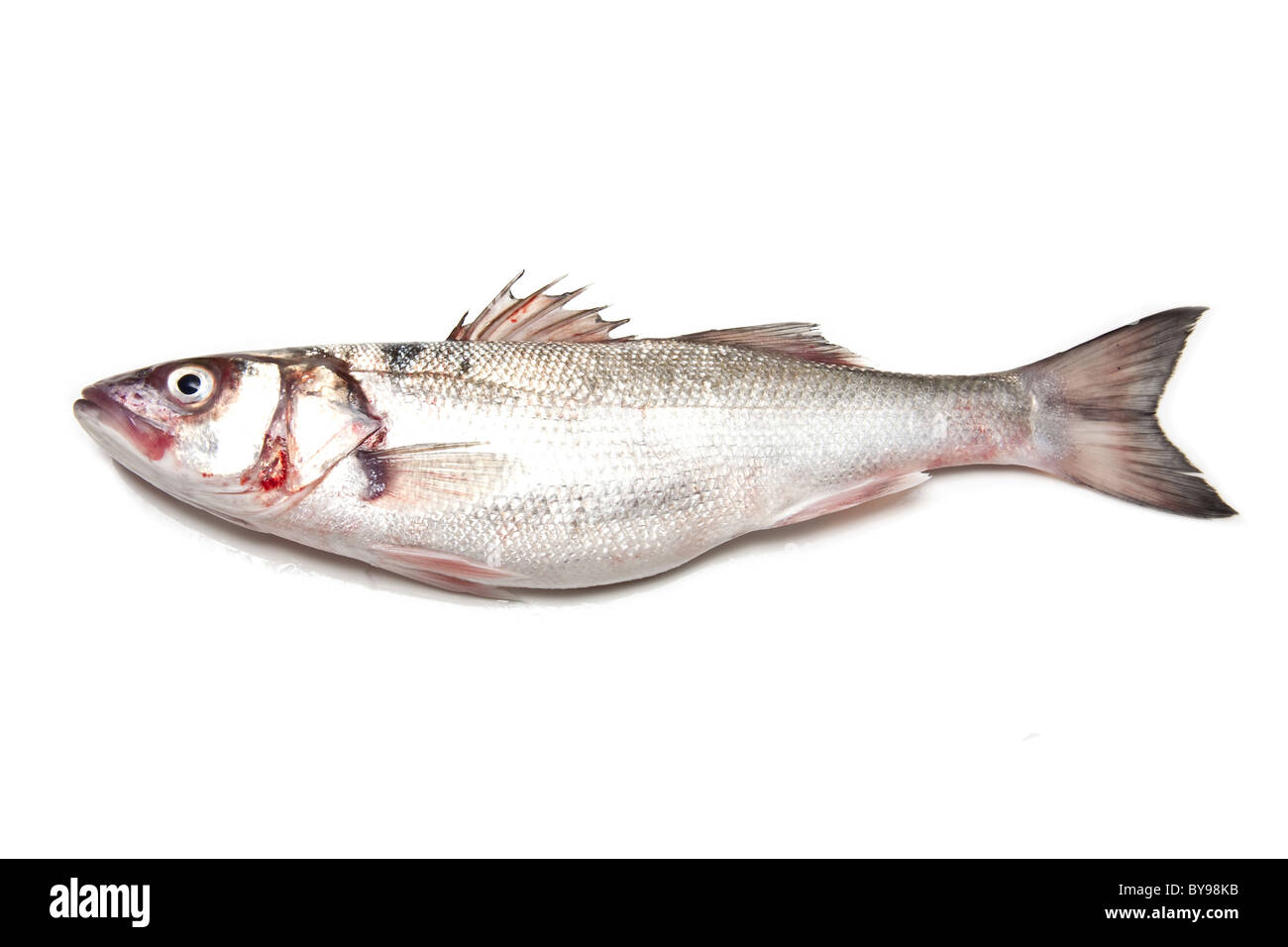 Wolfsbarsch Fisch isoliert auf einem weißen Studio-Hintergrund. Stockfoto