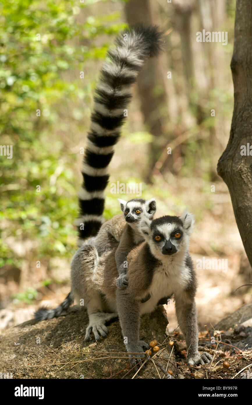 Katta (Lemur Catta) mit einem Baby auf dem Rücken in die private Gemeinschaft von Anja reserve im Süden Madagaskars. Stockfoto