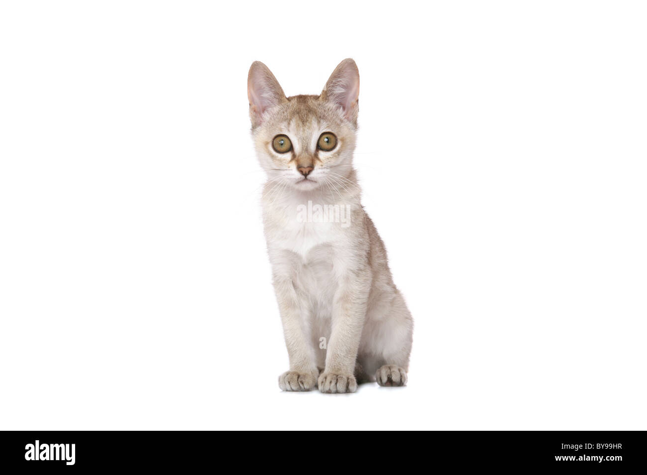 Singapura Kitten auf weiß Stockfoto
