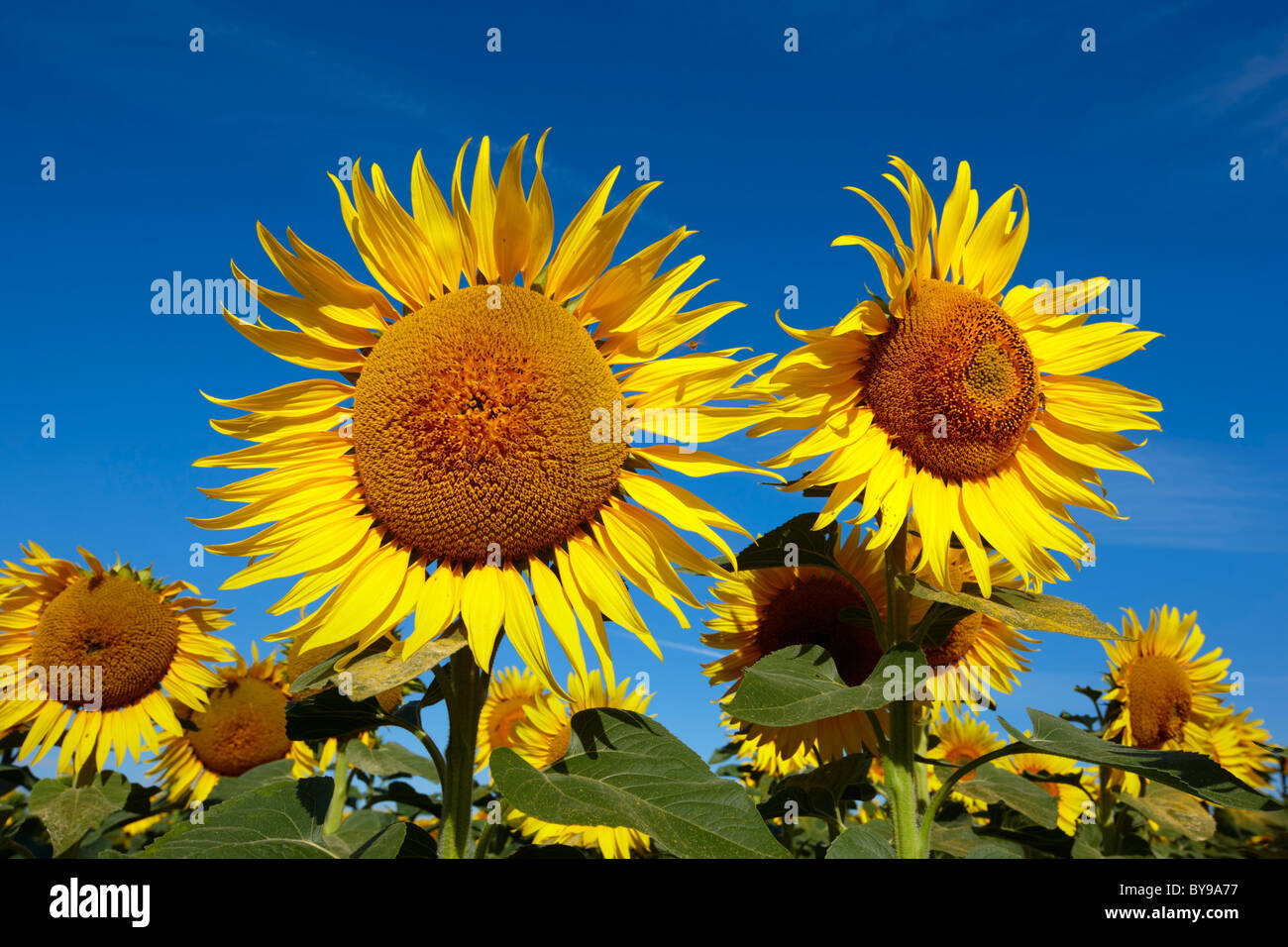 Blauer Himmel mit Sonnenblumen. Stockfoto