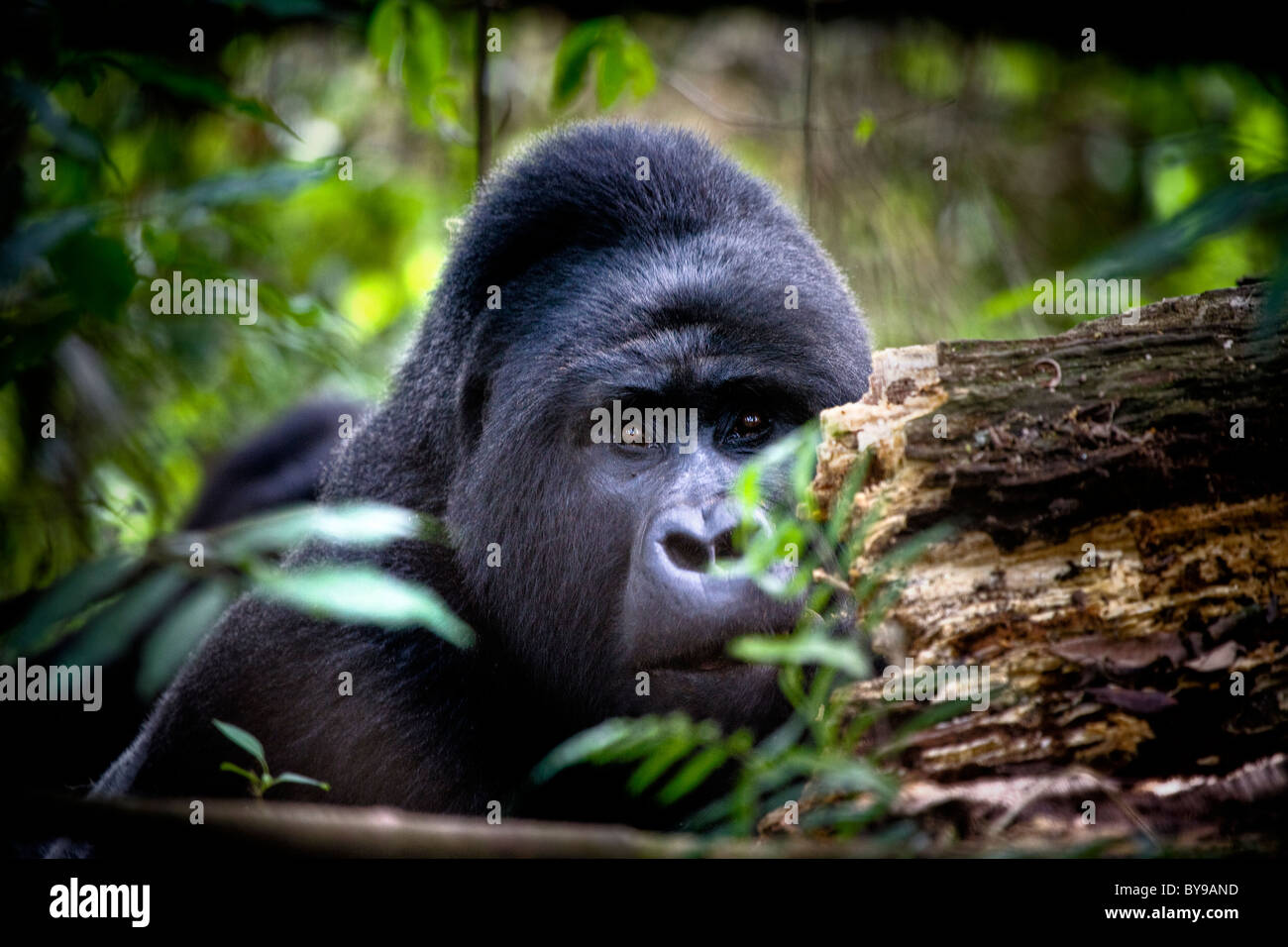 Silverback Berggorillas, Bwindi NP, Uganda, Ostafrika Stockfoto