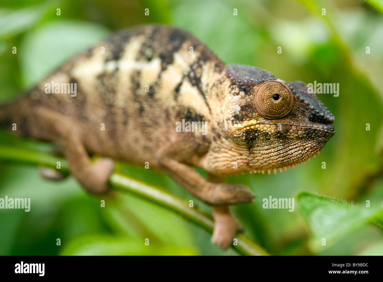 Pantherchamäleon (Furcifer Pardalis) im östlichen Madagaskar. Stockfoto