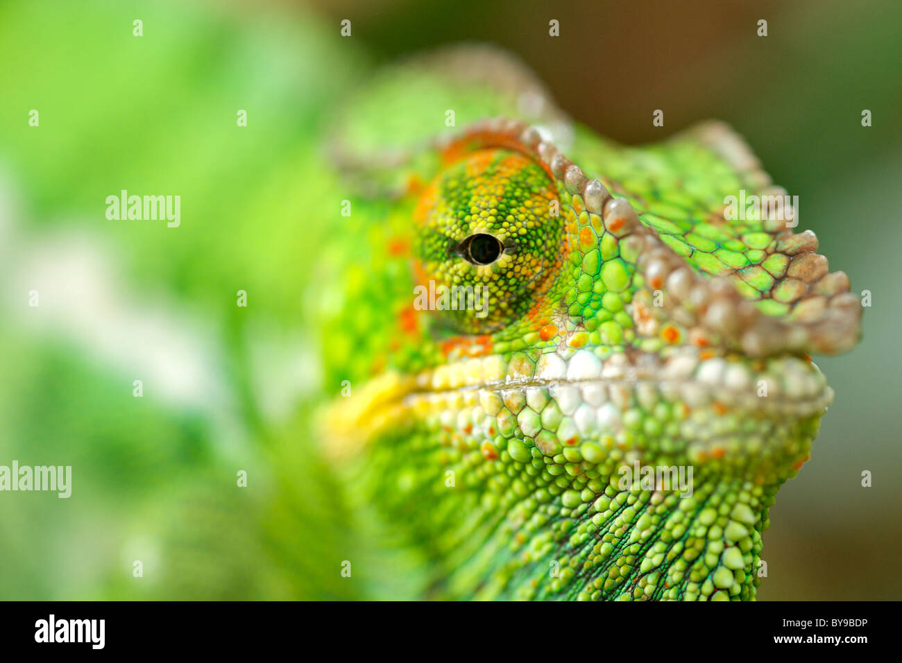 Pantherchamäleon (Furcifer Pardalis) im östlichen Madagaskar. Stockfoto