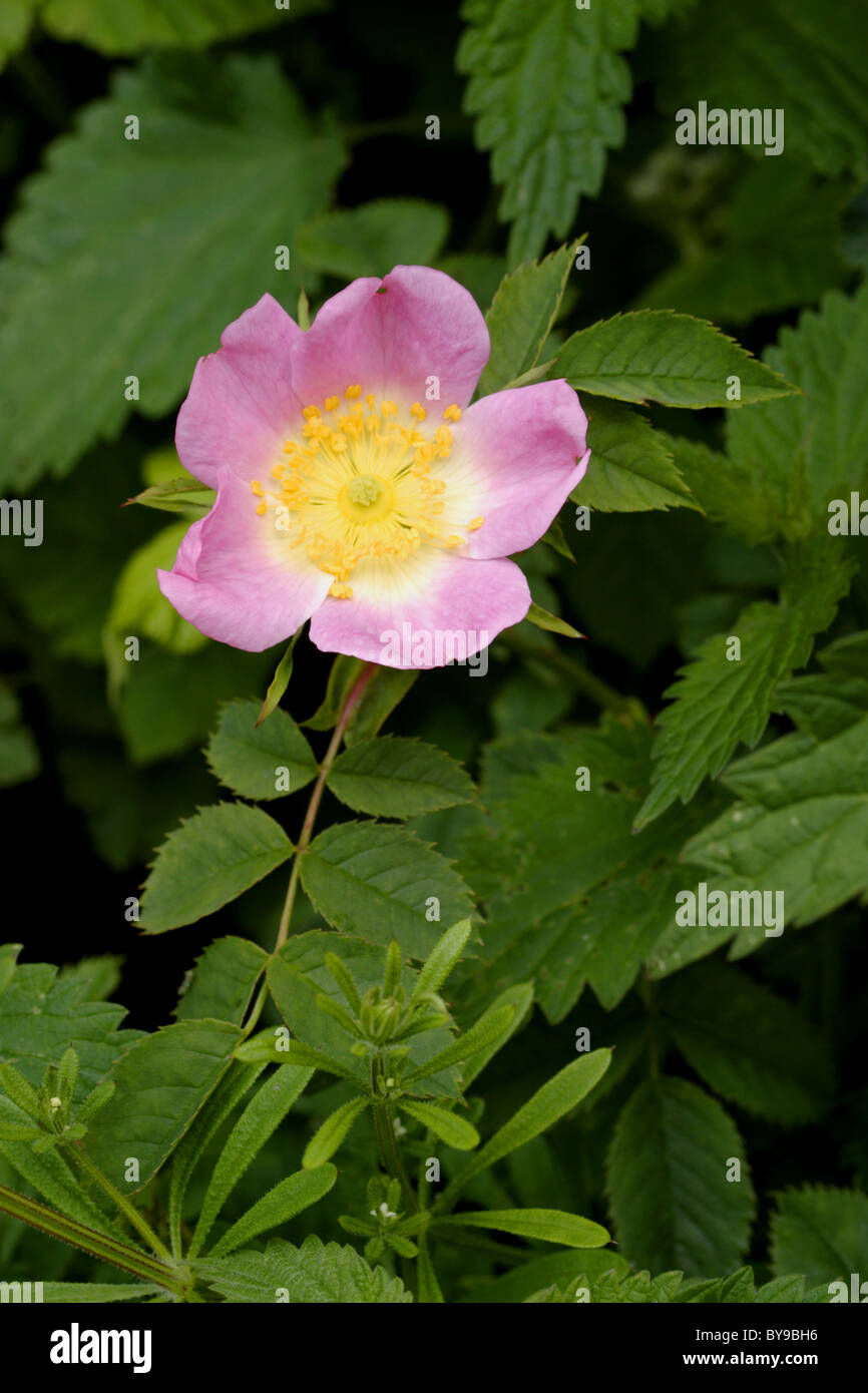Blume der Hundsrose (Rosa Canina), Sommer, Yorkshire, Großbritannien Stockfoto