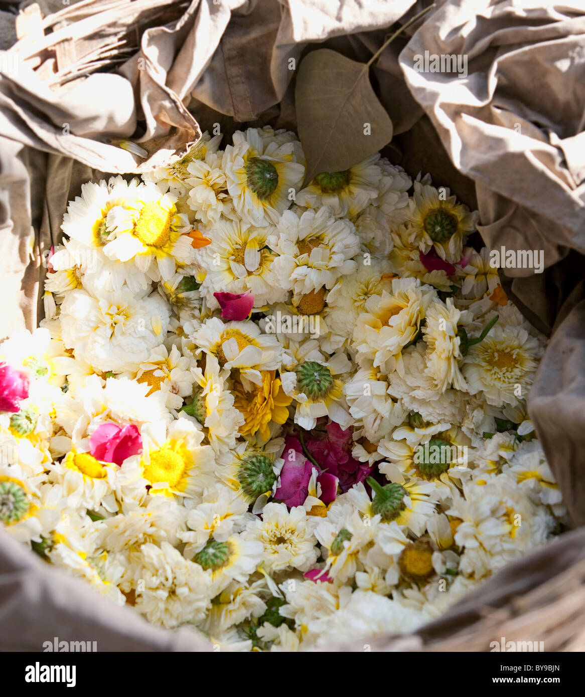 Weiße Blüten in einem Korb Stockfoto