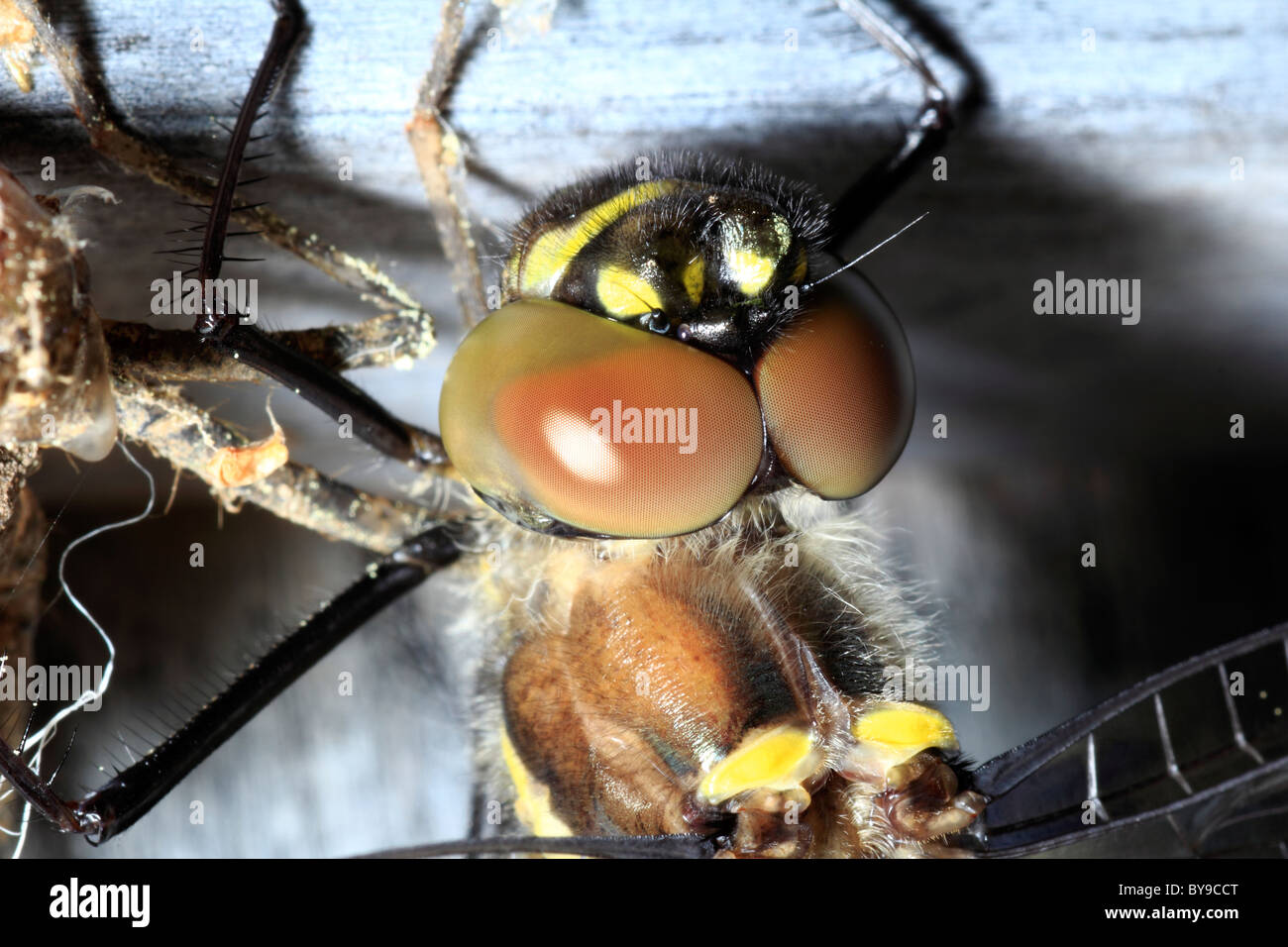 Facettenaugen auf einer Libelle Stockfoto