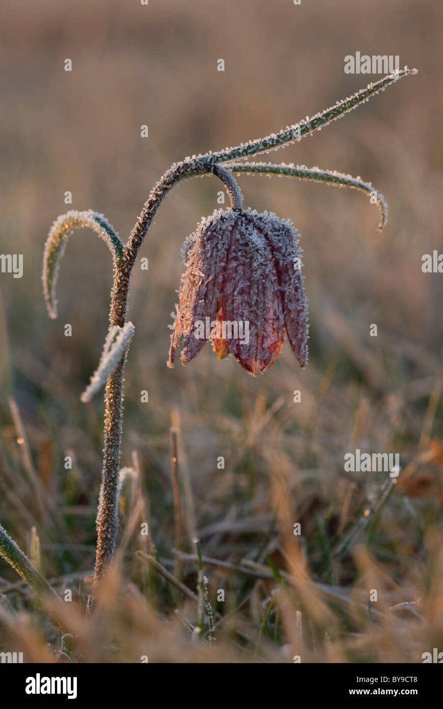 Schach Blume oder Schlange den Kopf Fritillary (Fritillaria Meleagris) mit Raureif auf das erste Morgenlicht, Grosssteinbach Stockfoto