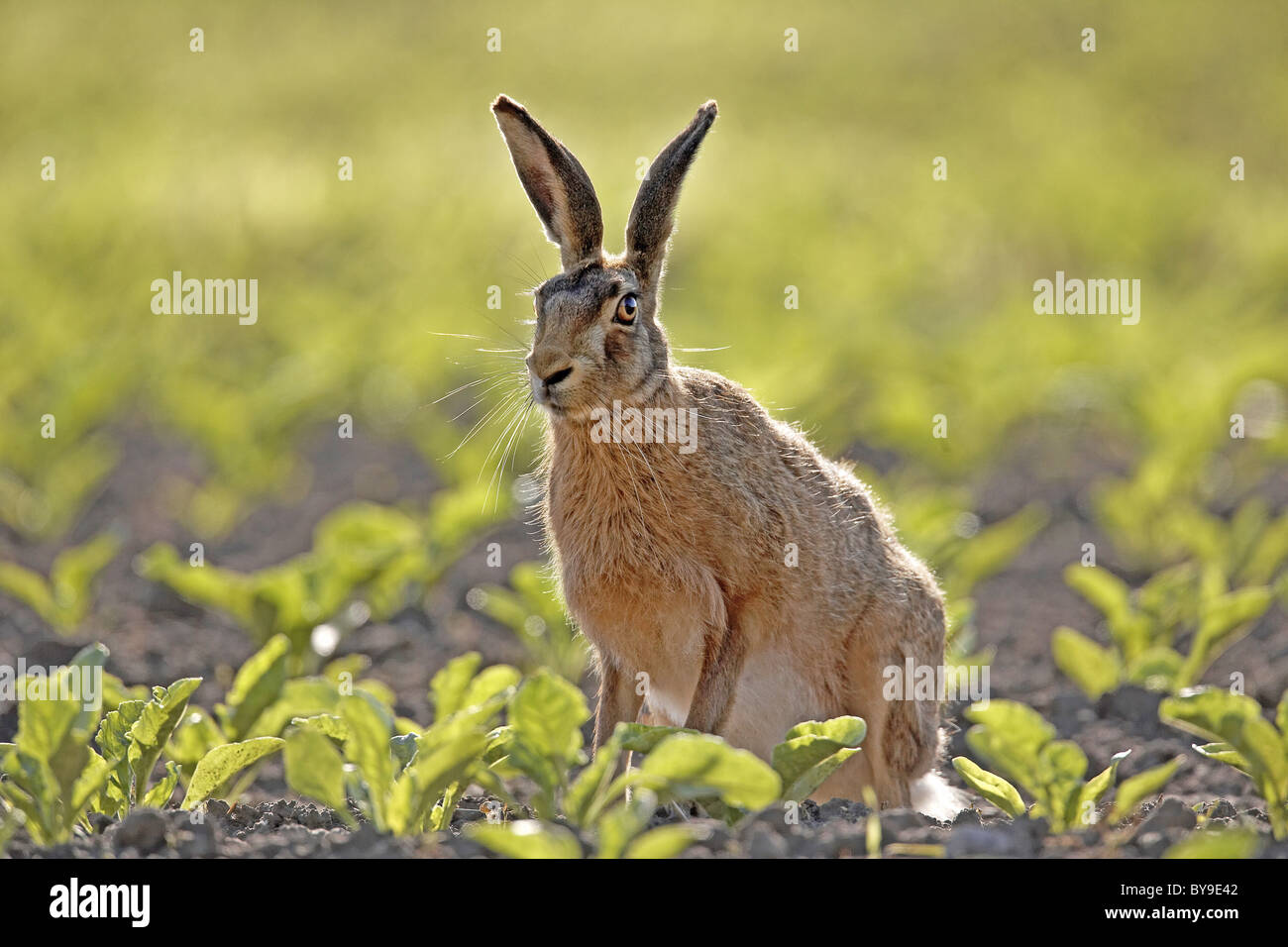 Feldhase Lepus Europaeus in einem Feld von Zuckerrüben, Yorkshire, Großbritannien Stockfoto