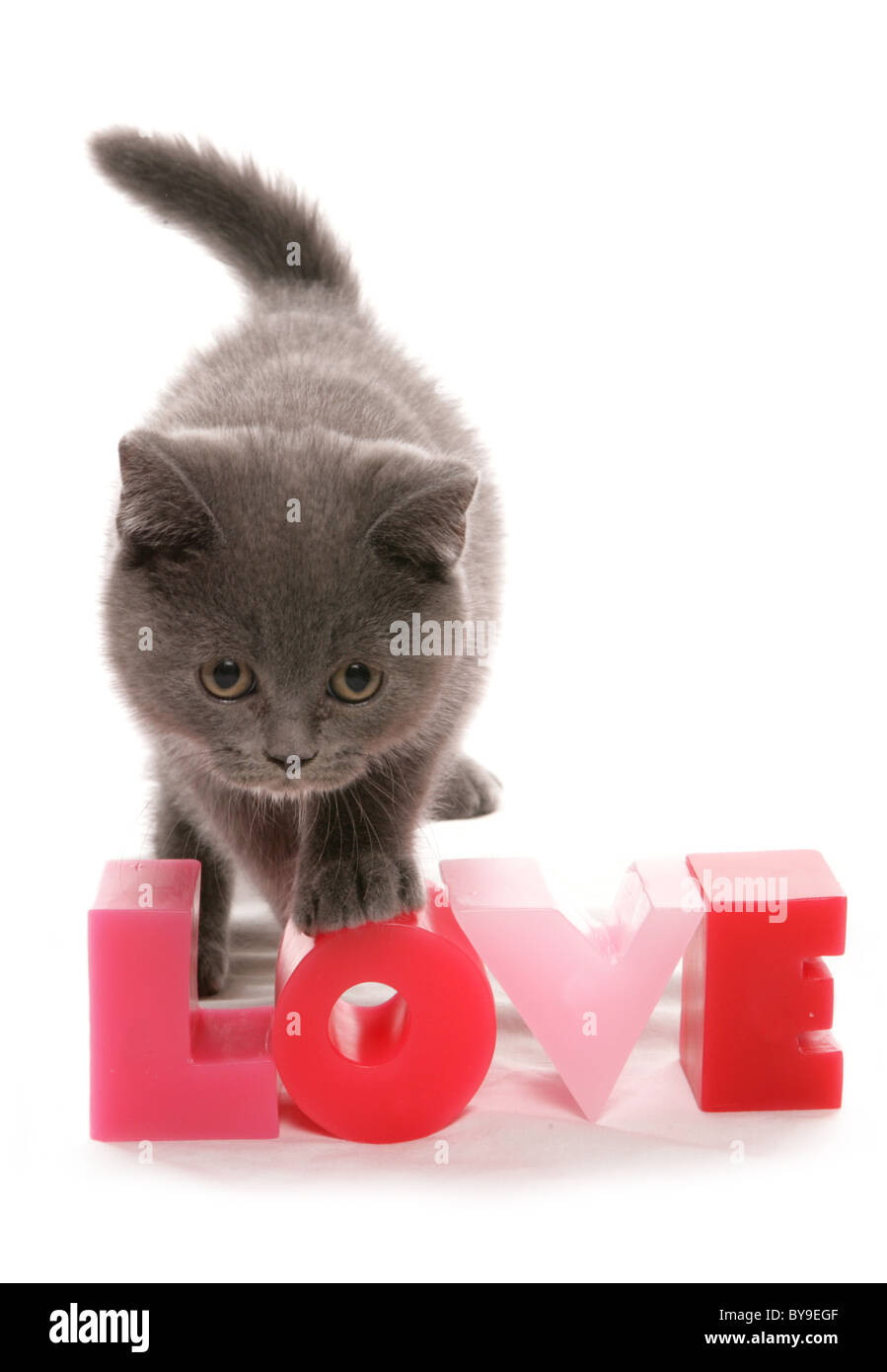 Britisch Kurzhaar blue Valentines Kätzchen Studioportrait Stockfoto