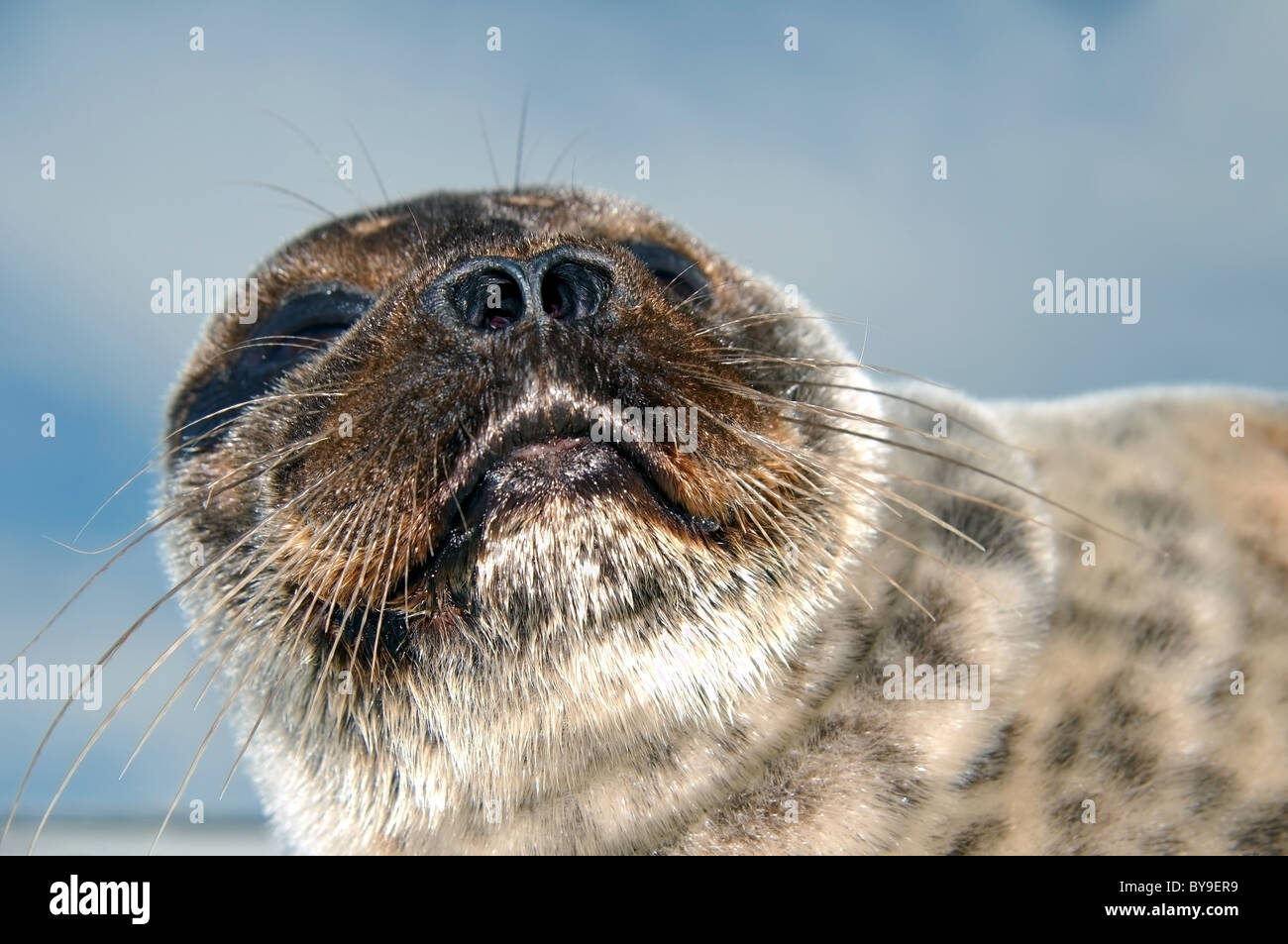 Porträt der Ringelrobbe liegt einer der Eis. Jar-Dichtung, oder netsik nattiq (Pusa Hispida), Weißes Meer, Arktis, Russland Stockfoto