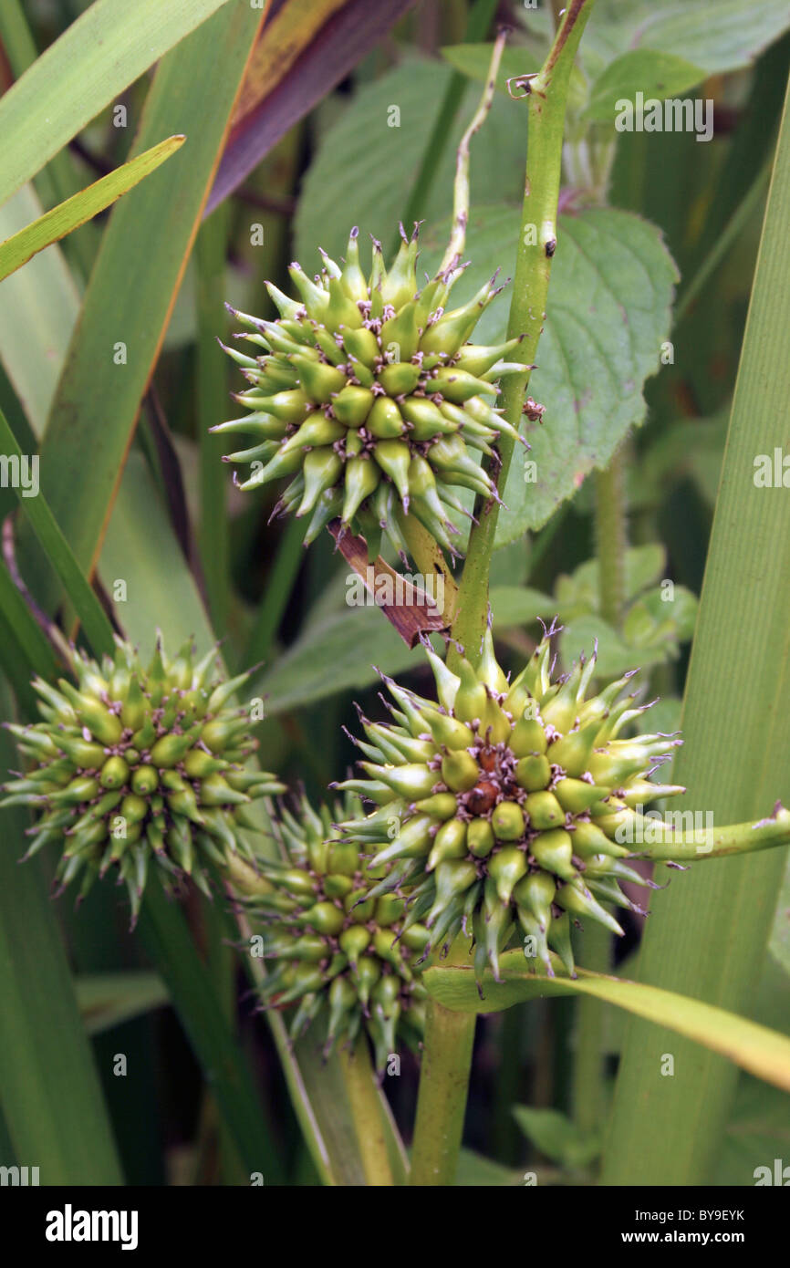 Verzweigte Bur-reed (Sparganium Erectum: Sparganiaceae) in Obst, UK. Stockfoto