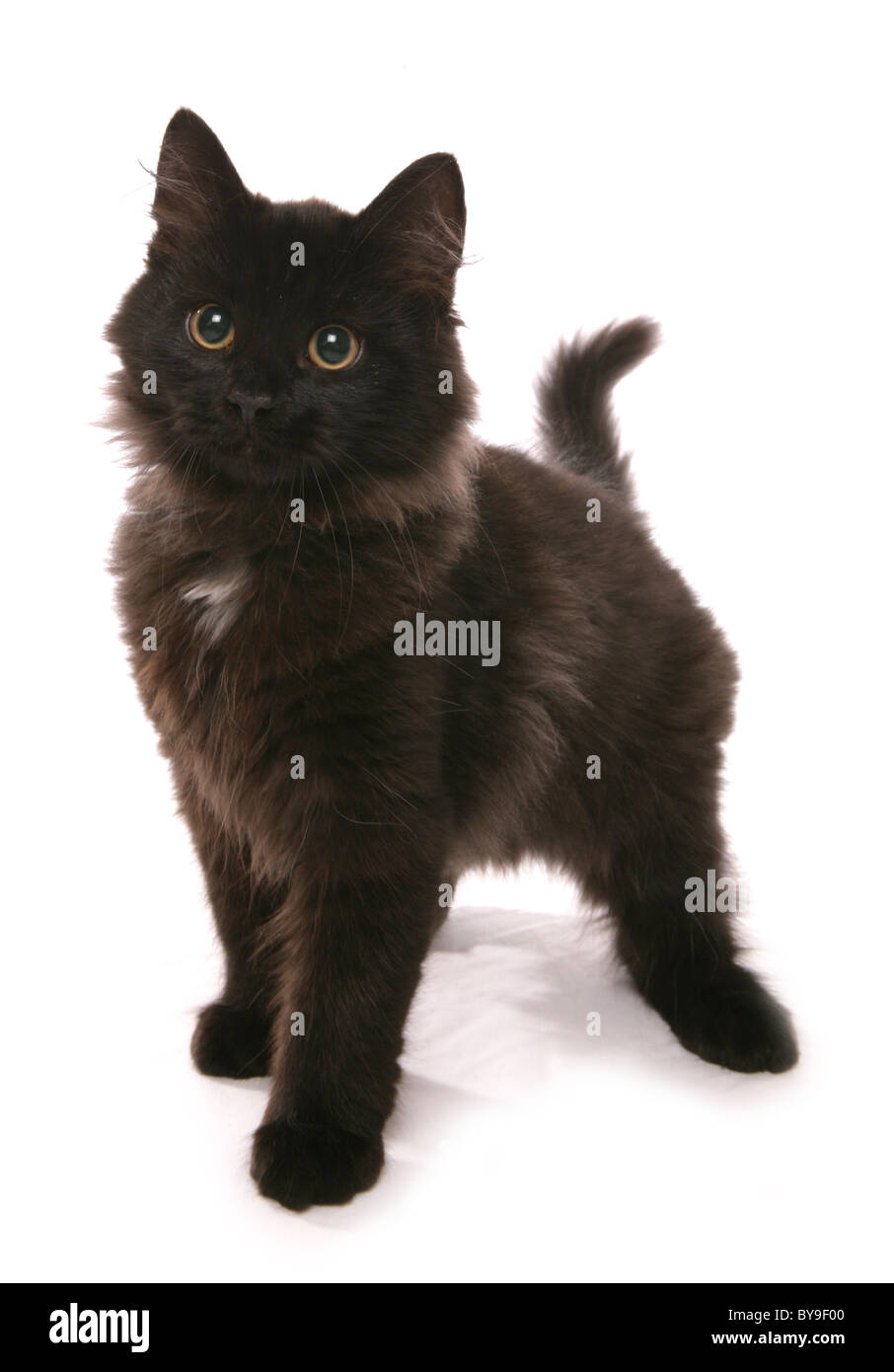 Studioportrait schwarze Sibirische Katze 15 Wochen alt Stockfoto