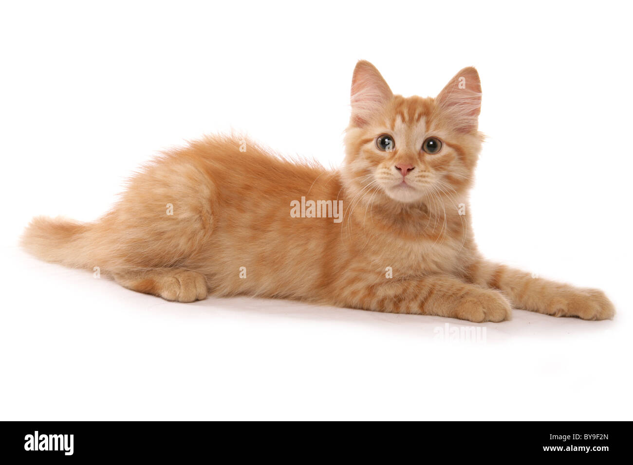 rote sibirische Tabby Katze 15 Wochen alten Studio-Porträt Stockfoto