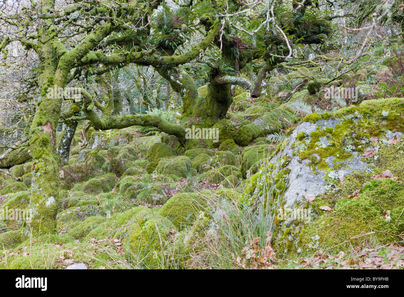 Verkümmerte Eichen in Wistmans Holzes auf Dartmoor, England. Stockfoto