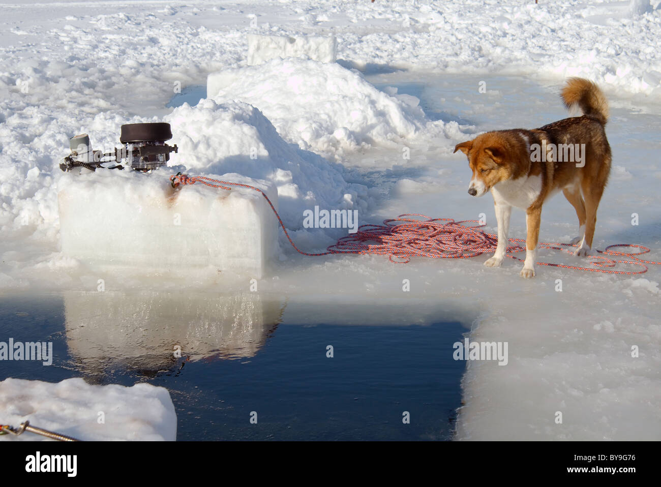Hund und Eis Meer Stockfoto