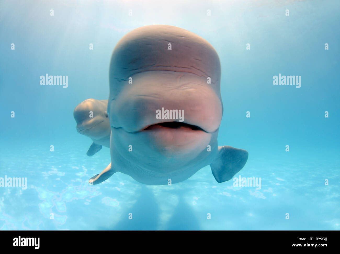 Zwei Belugas, weißen Wal (Delphinapterus Leucas) im delphinarium Stockfoto