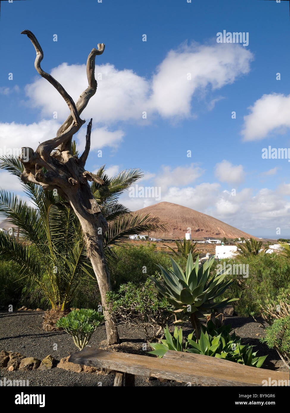 Ein toter Baum eine Agave und eine Dattelpalme und entfernten Vulkan El Patio Museum Tiagua Lanzarote Stockfoto