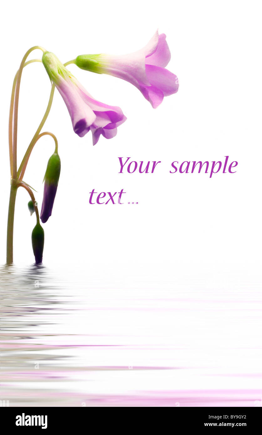 Glückwunsch Karte Whise violette Blume Stockfoto