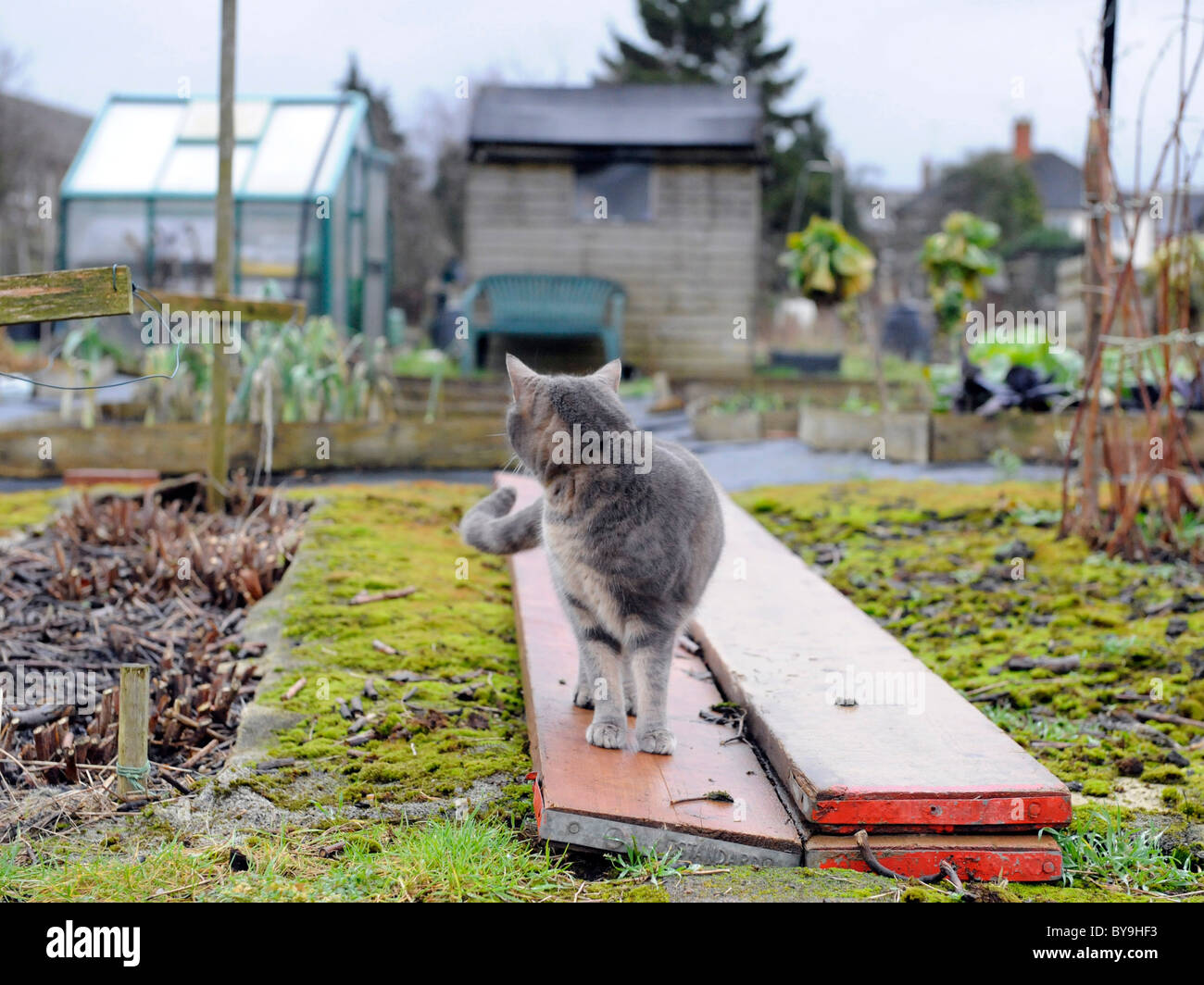 Eine Katze allein auf eine Zuteilung auf Patrouille. Stockfoto