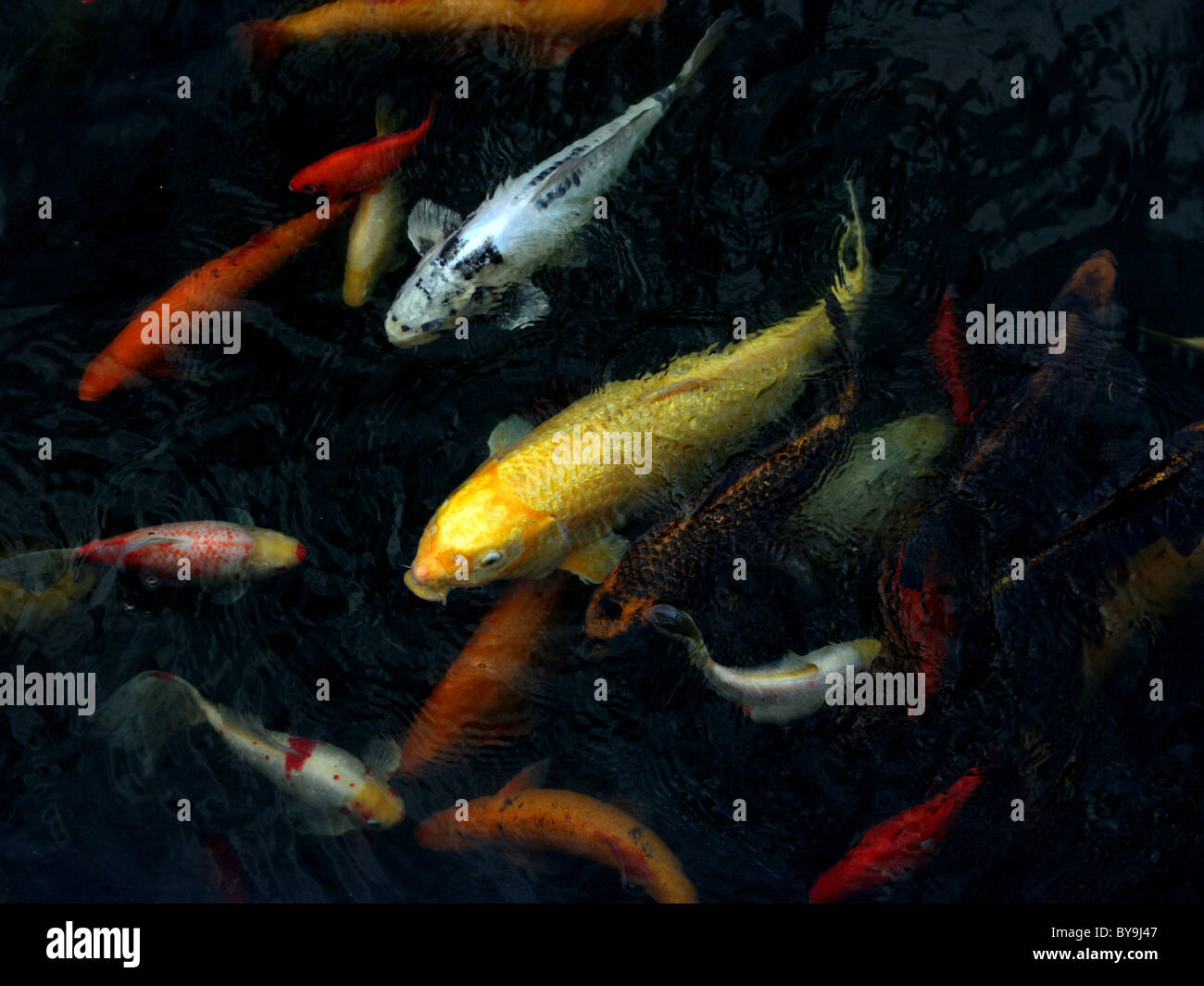 Karpfen in einem teich Fotos und Bildmaterial in hoher Auflösung Alamy