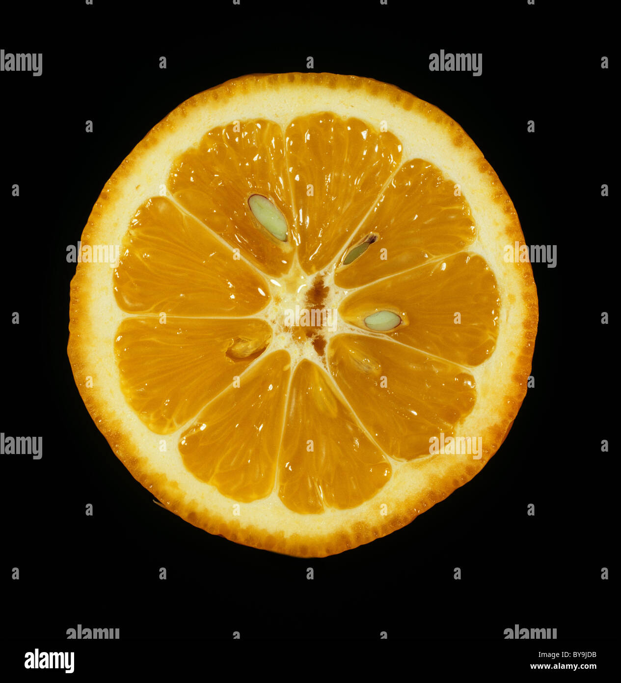 Abschnitt einer Frucht von Zitrus Wurzelstock Citrus volckameriana Stockfoto
