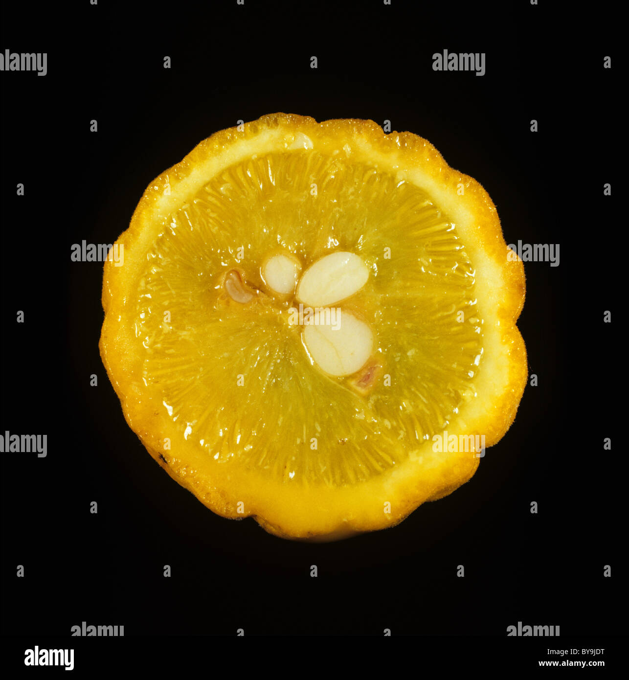 Abschnitt von Zitrusfrüchten Wurzelstock Obst zählig Orange (Poncirus Trifoliata) Stockfoto