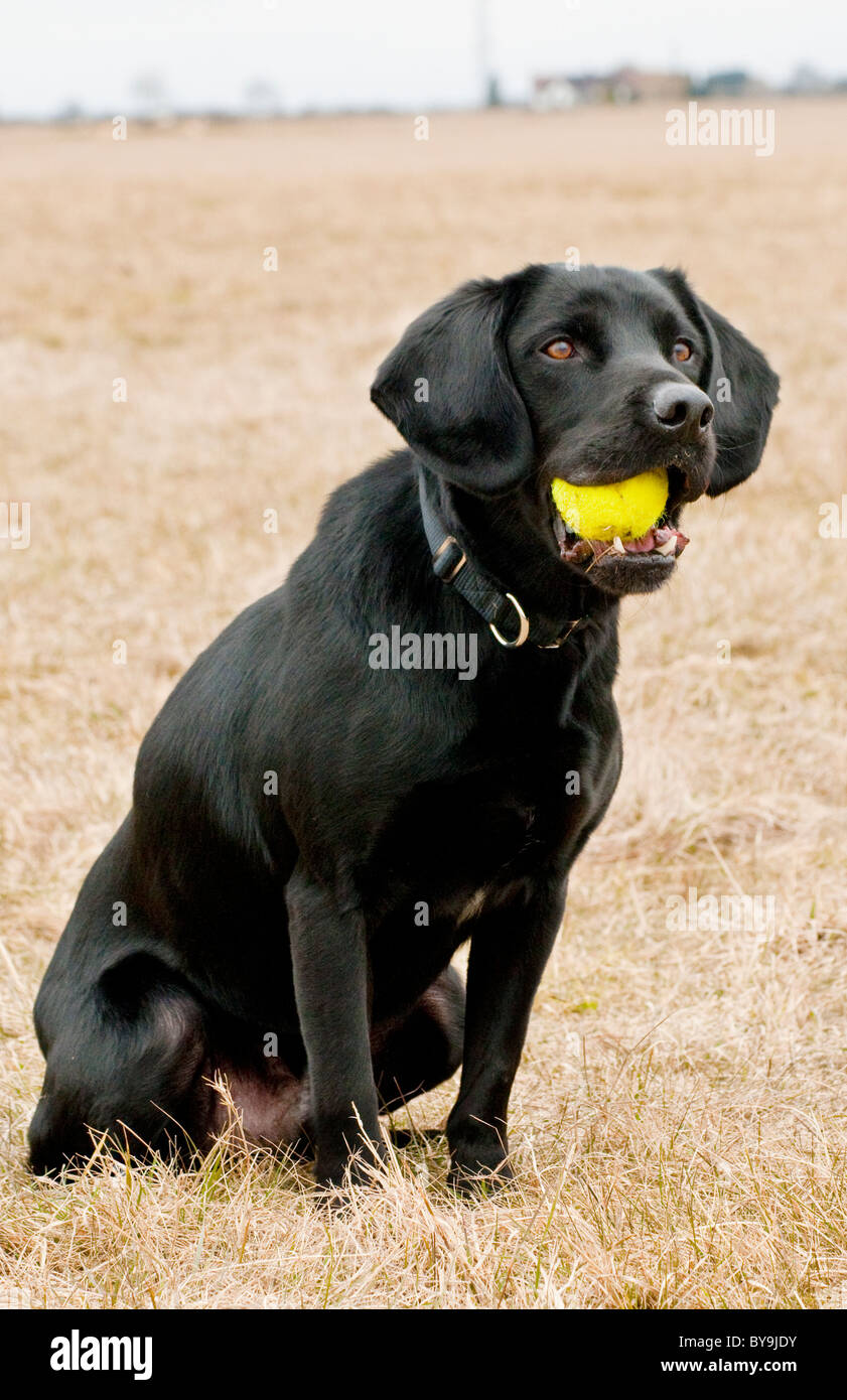 Die Dickin Medal winning Hund, Treo, ein Labrador Spaniel Kreuz Stockfoto