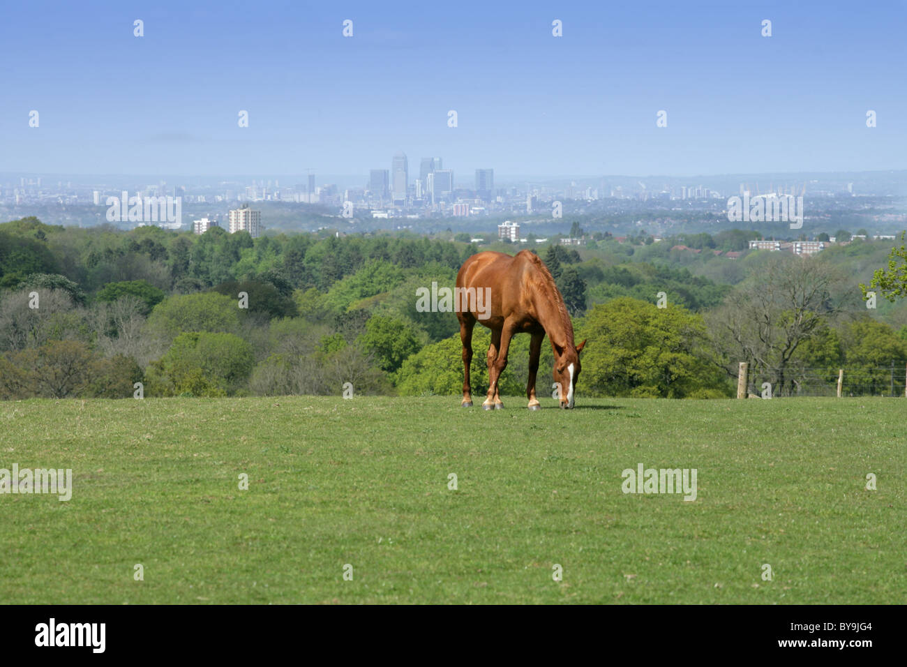Pferde grasen auf Landschaft mit City of London in Ferne Stockfoto